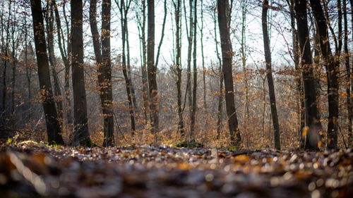 Free A tranquil autumn forest showcasing bare trees and golden leaves on the ground under soft daylight. Stock Photo