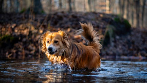 갈색, 개, 관목의 무료 스톡 사진