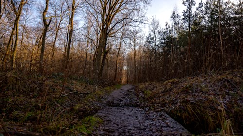 View of a Footpath in a Forest in Autumn 