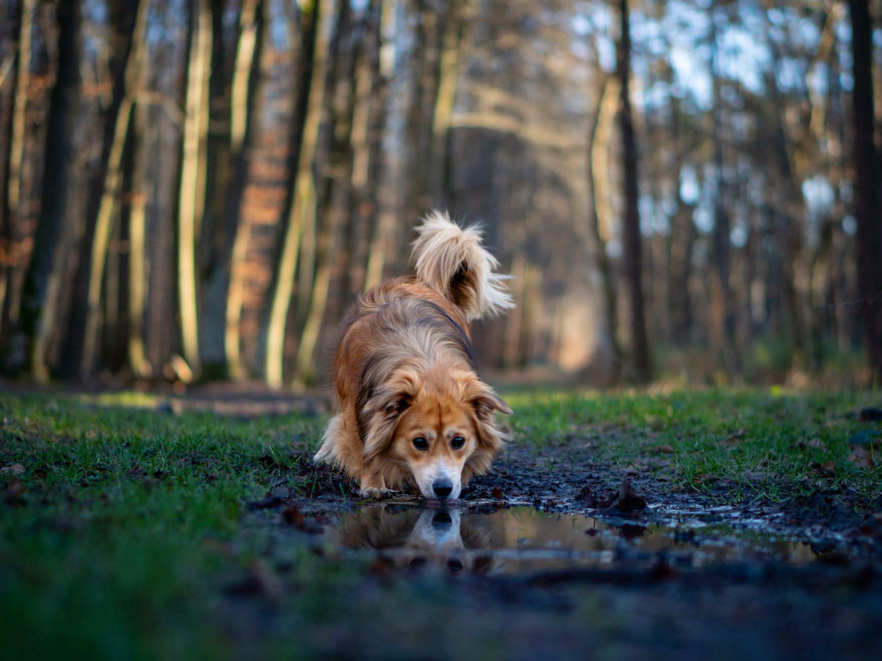 Ormanda koku alan polis köpeği