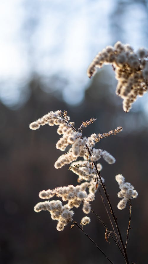 A close up of a plant with white flowers