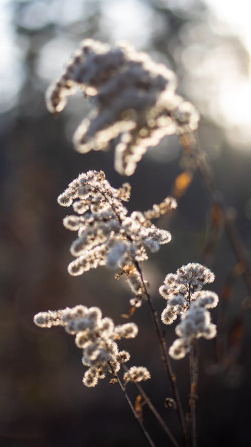 Gratis stockfoto met biologisch, bloeiend, detailopname