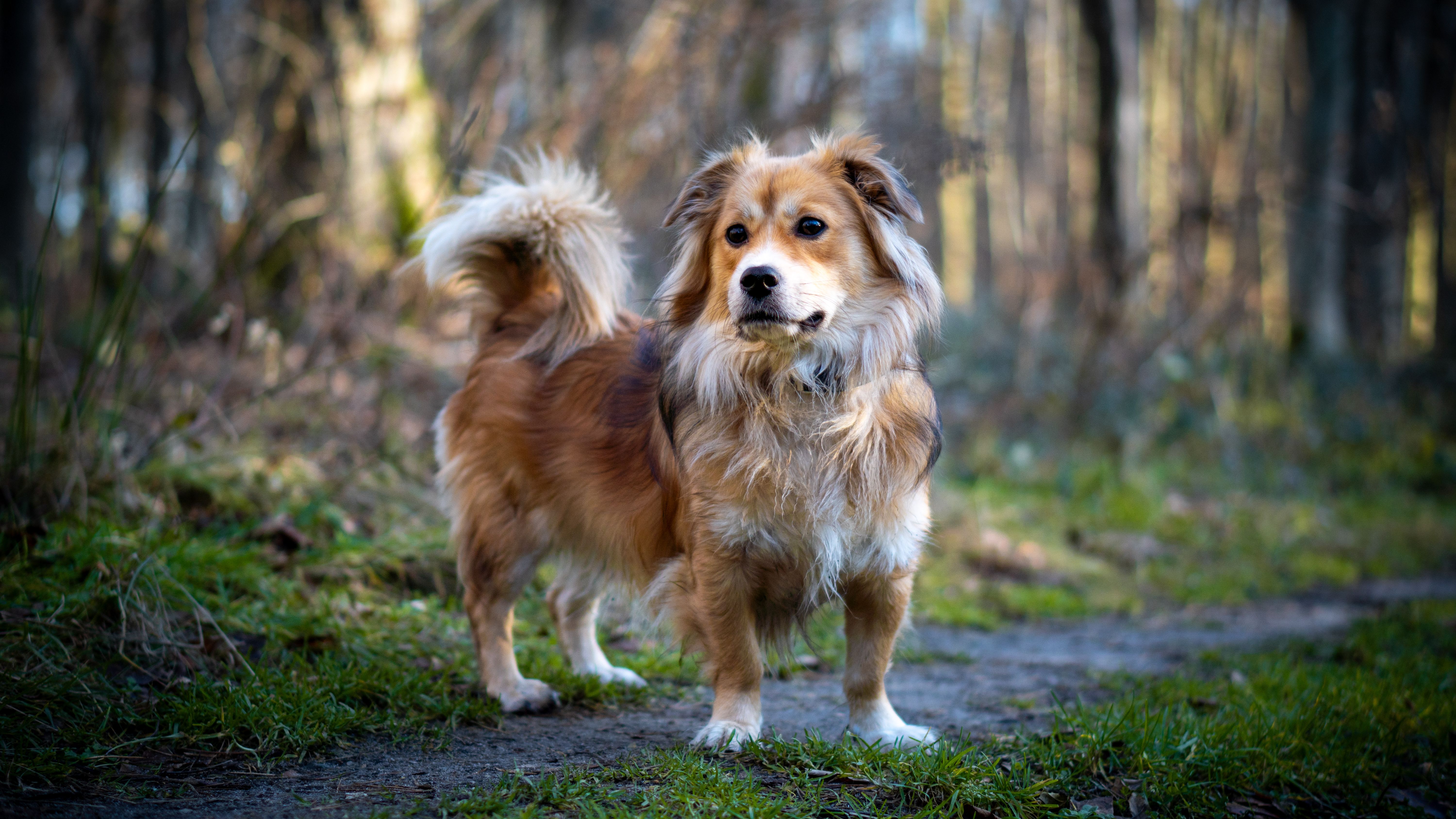 A fluffy brown dog stands confidently on a forest path surrounded by trees and grass.