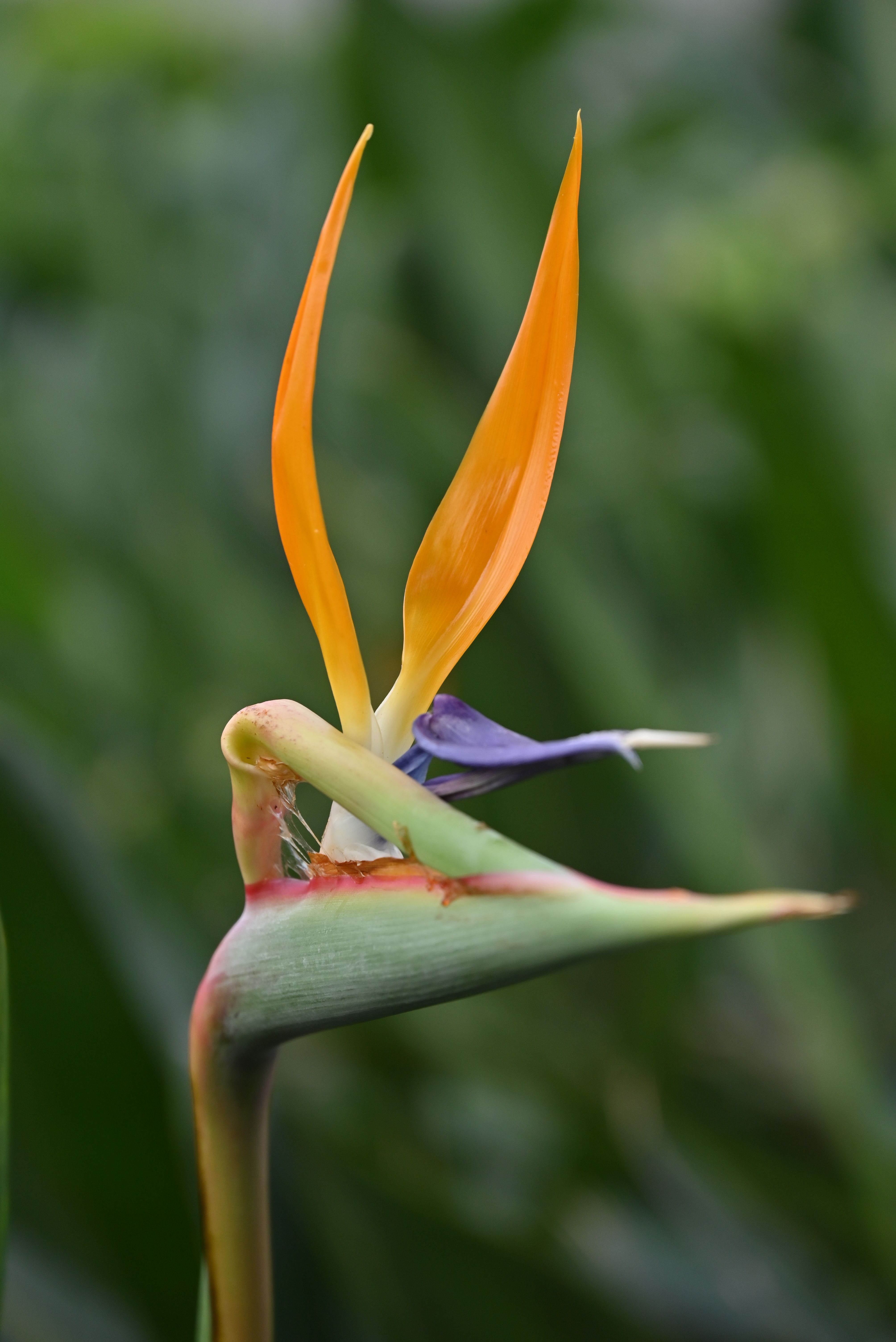 A vibrant close-up of a blooming Bird of Paradise flower with vivid orange and purple petals.