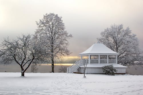 Kostenloses Stock Foto zu bäume, bedeckt, bewölkt