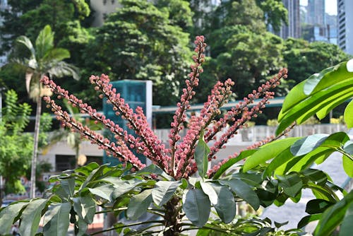 schefflera, 성장, 수직 쐈어의 무료 스톡 사진