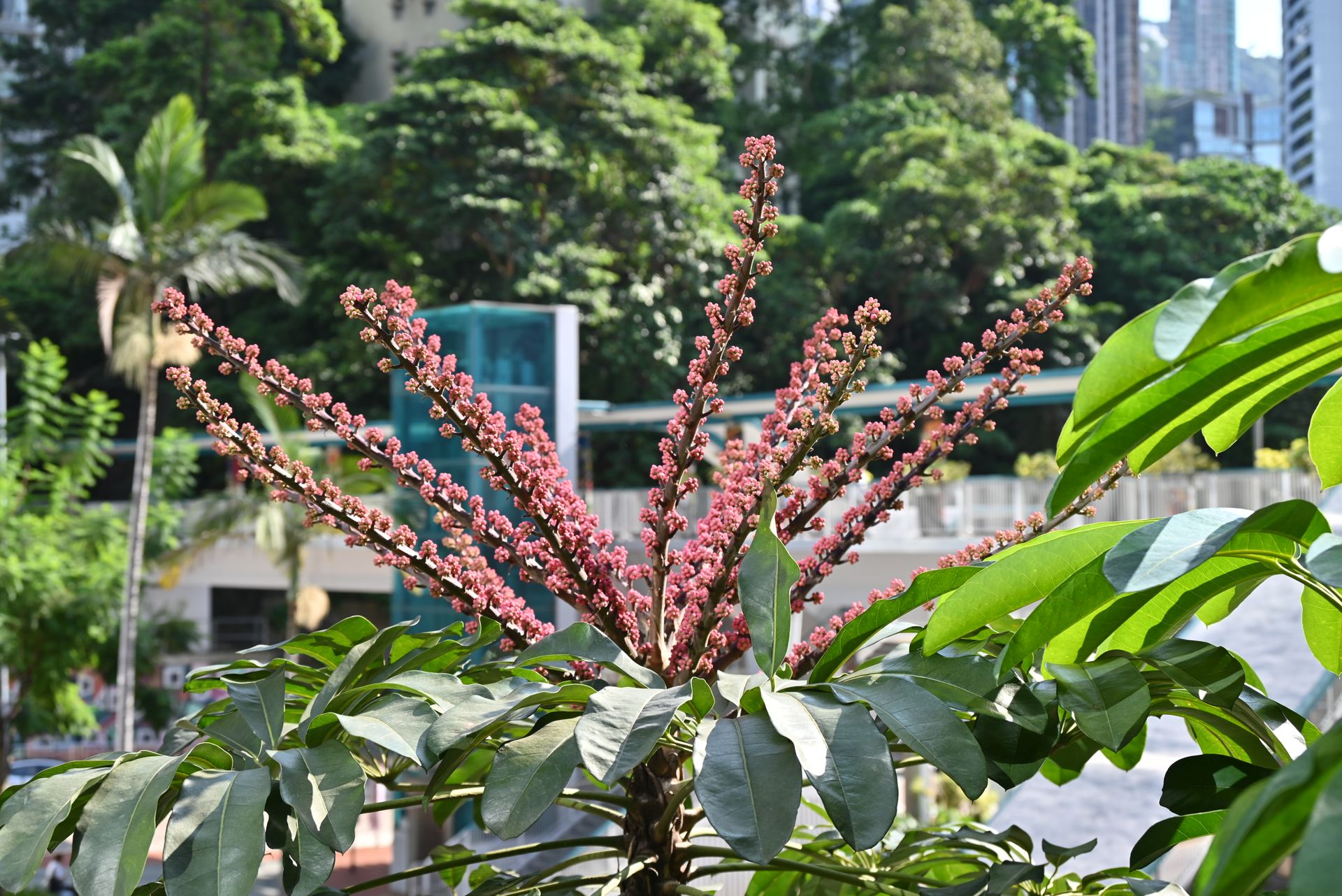 Close-up of schefflera plant with pink blooms outdoors against cityscape backdrop.