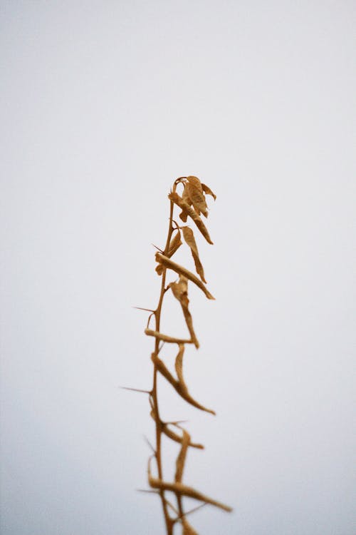 Twig with Withered Leaves and Thorns