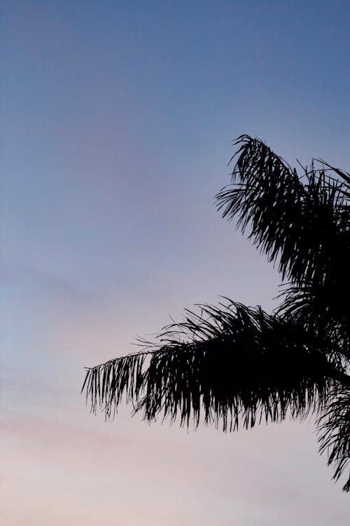 Бесплатное стоковое фото с вертикальный выстрел, восход, закат