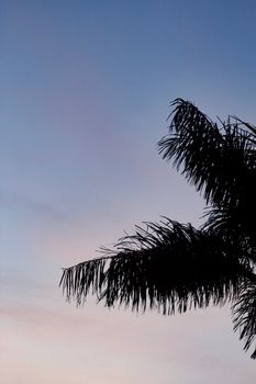 Silhouette of a palm tree against the colored twilight sky in Breves, PA, Brazil.