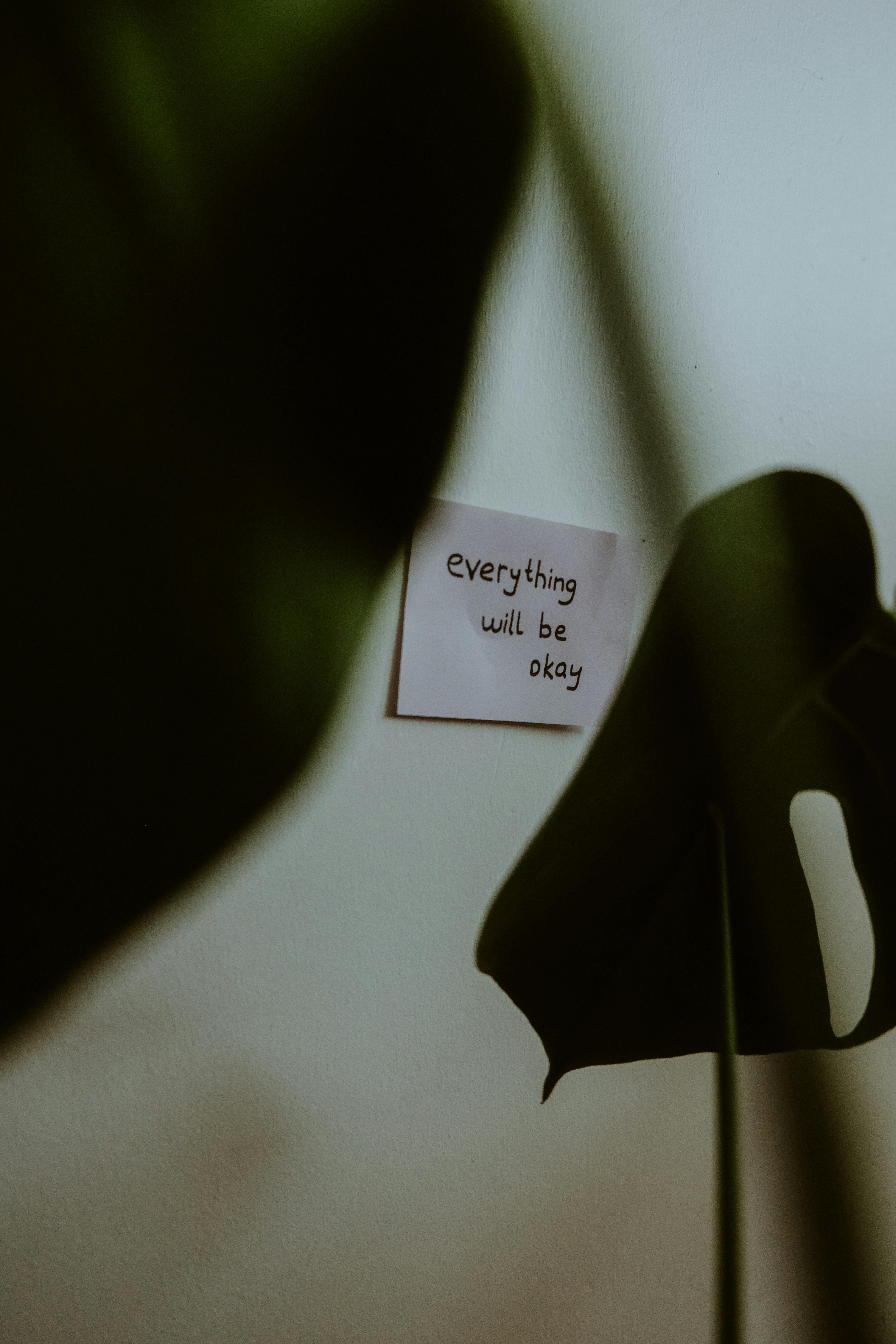 Gratis Foto stok gratis #dalam, alam, ambien Foto Stok