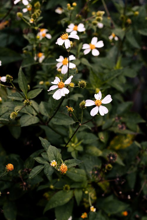 Fotobanka s bezplatnými fotkami na tému biele kvety, flóra, jasný