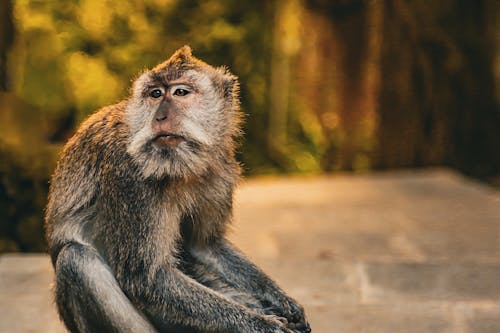 Gratis stockfoto met aap, Bali