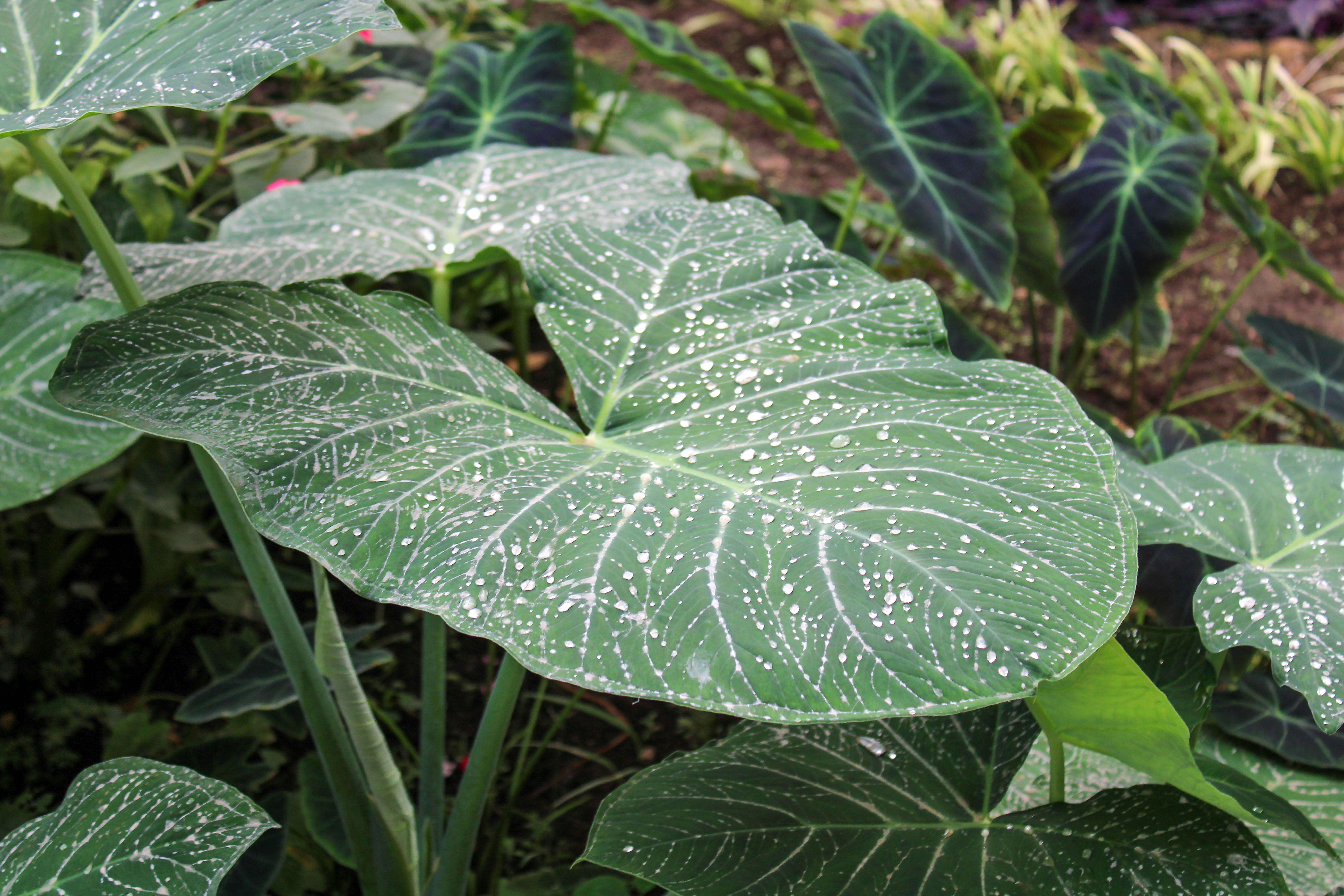 Closeup of vibrant Alocasia leaves with dew drops in a tropical garden.