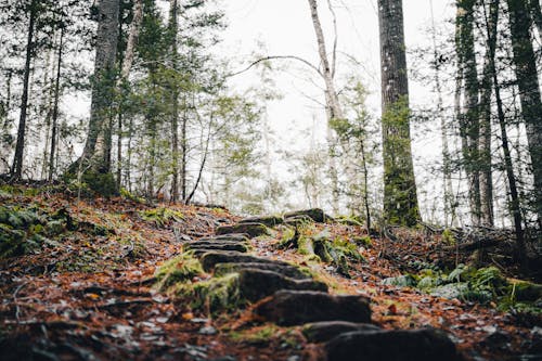 Low Angle Shot of a Forest in Autumn 