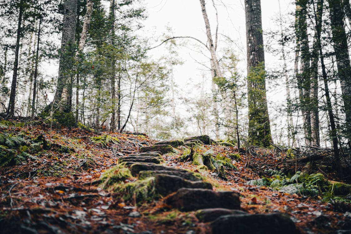 Immagine gratuita di alberi, ambiente, autunno