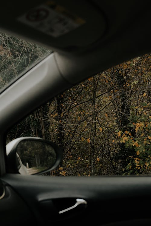 Forest Seen From a Car Window 