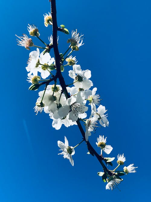 Foto profissional grátis de azul, branco, céu