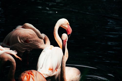 Ilmainen kuvapankkikuva tunnisteilla eläimen kaula, eläinkuvaus, flamingot