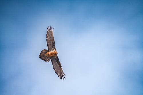 Photo of a Flying Bearded Vulture against Blue Sky 