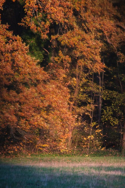 autmn, 가을의 나무, 가을의 색의 무료 스톡 사진