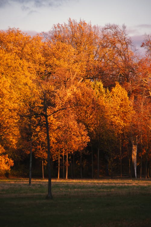 View of Bright Orange Trees in a Park in Autumn 