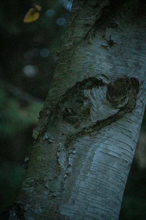 Foto d'estoc gratuïta de arbre de tardor, bedoll, fons de l'arbre