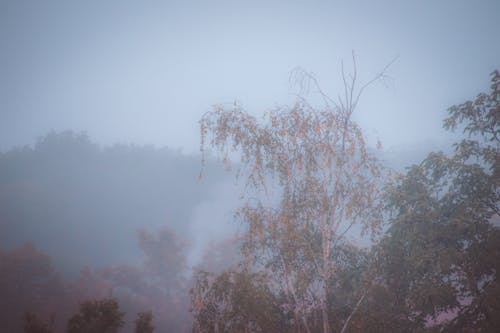 가을의 나무, 고밀도 포그, 안개의 무료 스톡 사진