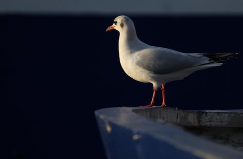 Ingyenes stockfotó állatfotók, közelkép, madár témában