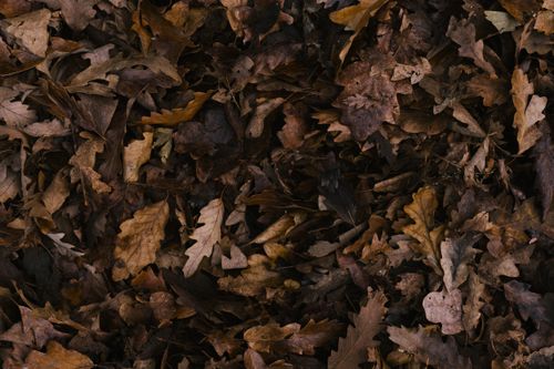Free Close-up view of fallen autumn leaves on a forest floor, showcasing nature's earthy tones. Stock Photo