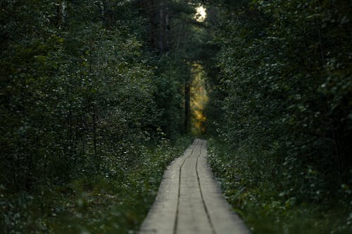 Fotobanka s bezplatnými fotkami na tému cviky plank, les, leto