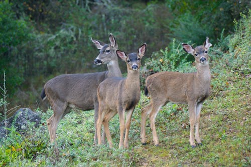 Mother and Fawns