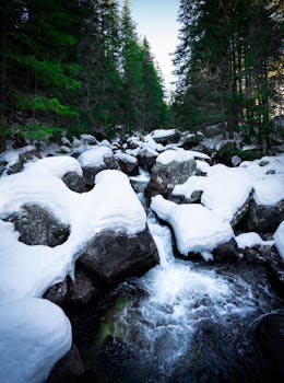 A tranquil forest stream flowing over snow-covered rocks amidst tall pine trees.