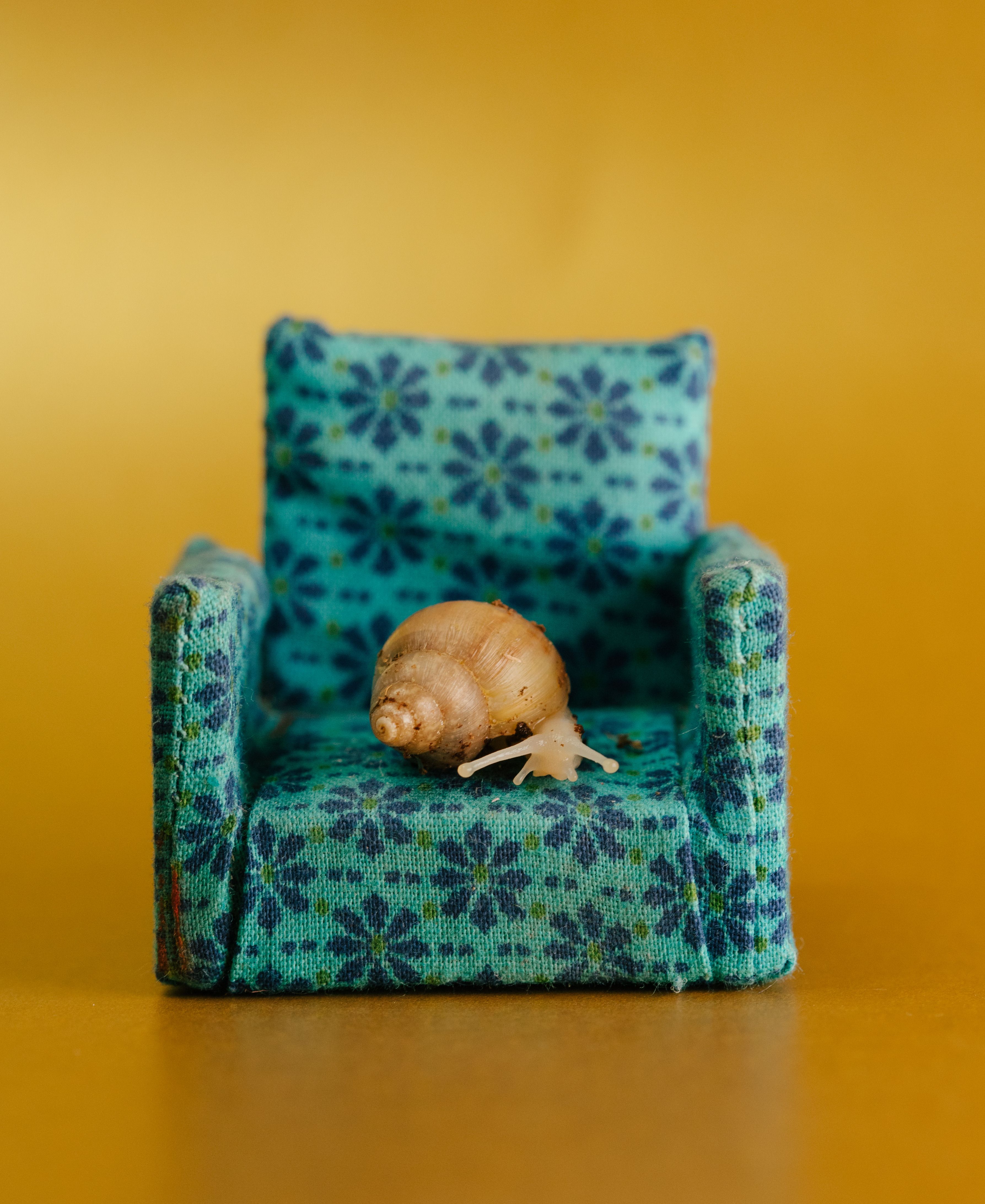 Snail on a Miniature Armchair · Free Stock Photo