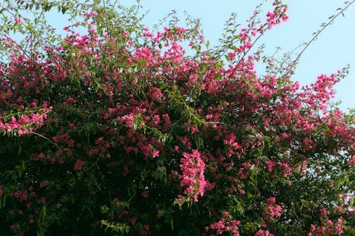 Shrub with Pink Flowers