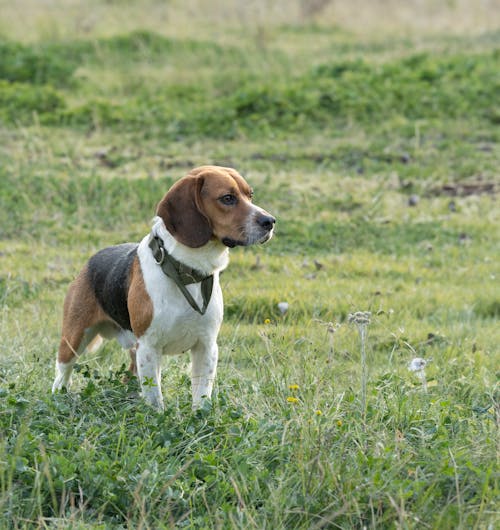 Gratis arkivbilde med beagle, grønn, hund