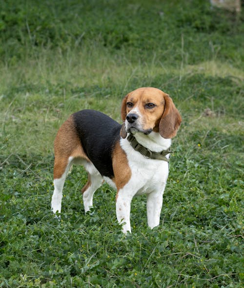 A Beagle Standing on Green Grass
