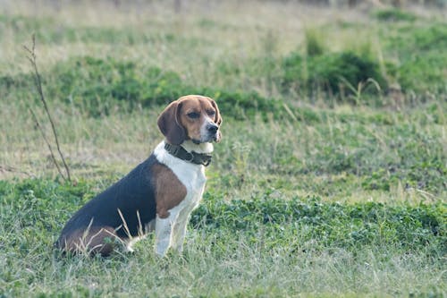 Gratis arkivbilde med beagle, grønn, hund
