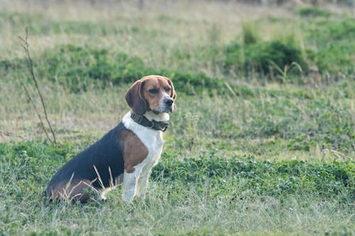 Free stock photo of beagle, dog, dog lover