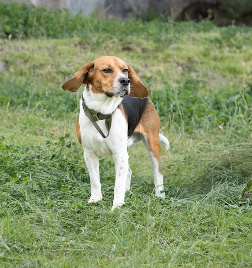 Photo of a Dog Standing in Green Grass