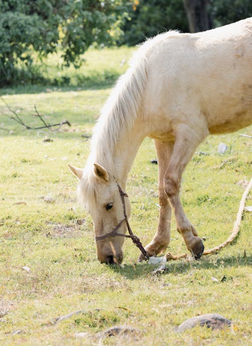 White Horse Grazing in a Green Pasture