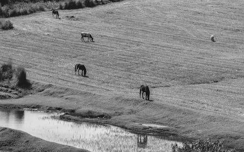 Birds Eye View of Horses and Cows Grazing on a Pasture 