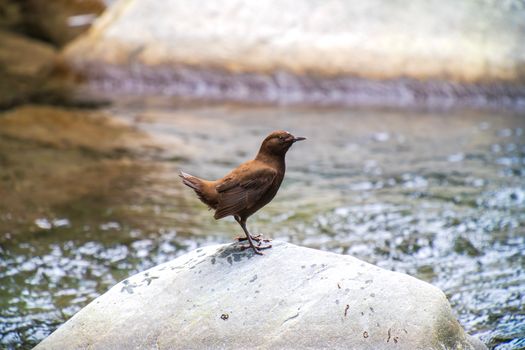 鳥類