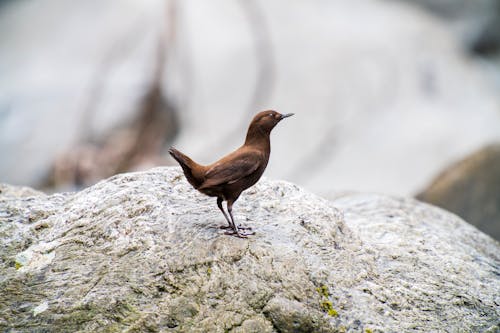 Brown Dipper Standing on a Rock