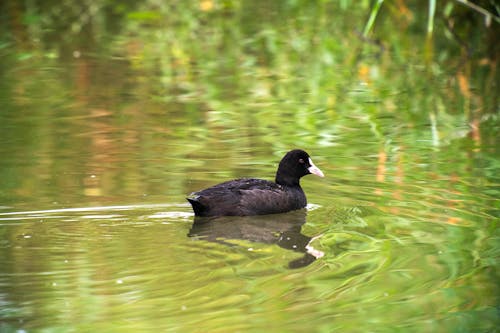 Close-up of a Duck Swimming on a Pond 