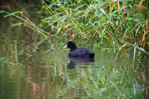 Duck Swimming on a Pond