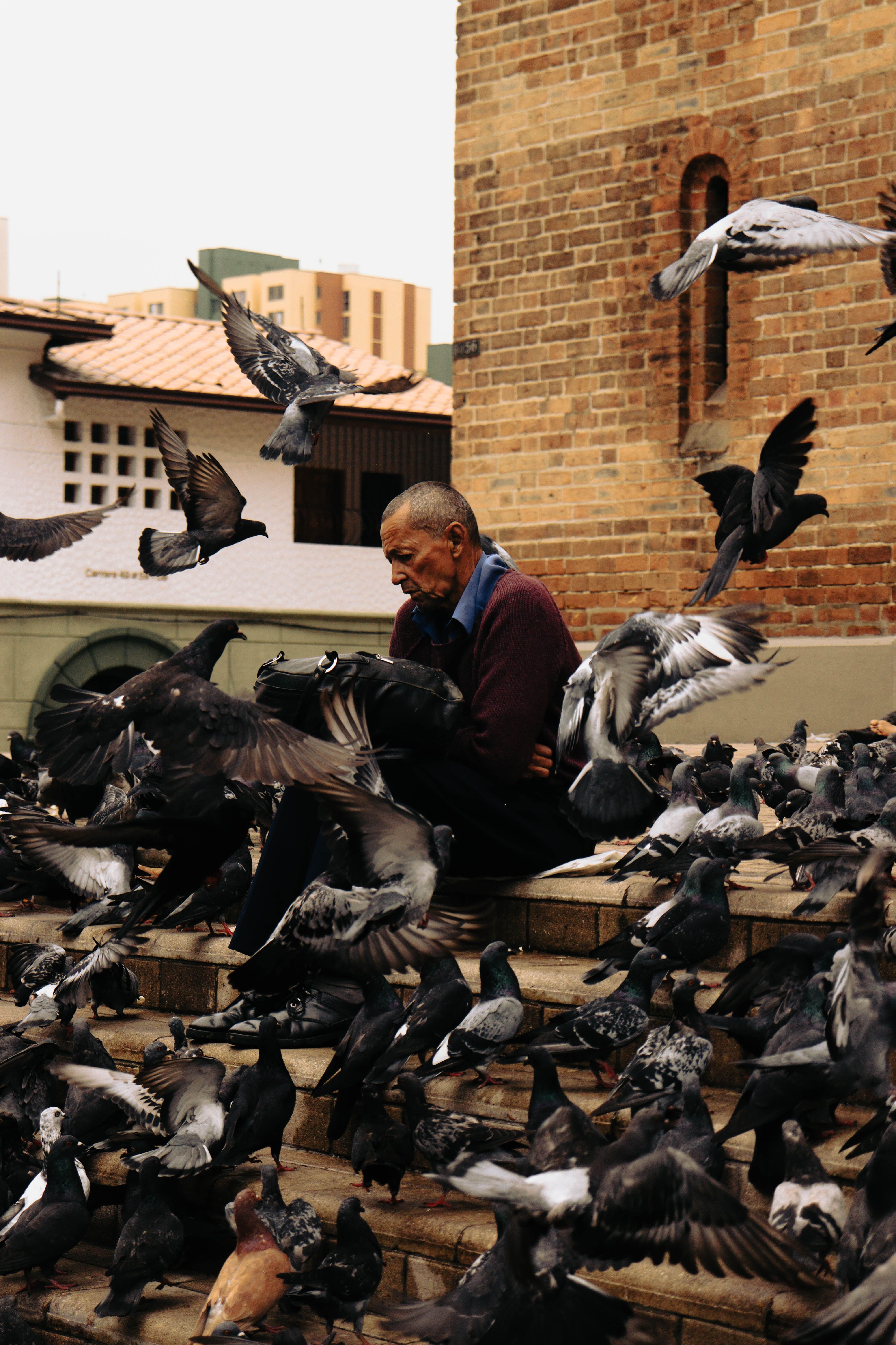 Elderly man sits among bustling pigeons on city steps in Medellín, Colombia, capturing urban life.