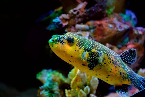 Gratis stockfoto met aquarium, detailopname, dierenfotografie