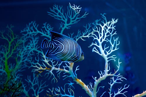 Бесплатное стоковое фото с Аквариум, освещенный, плавание