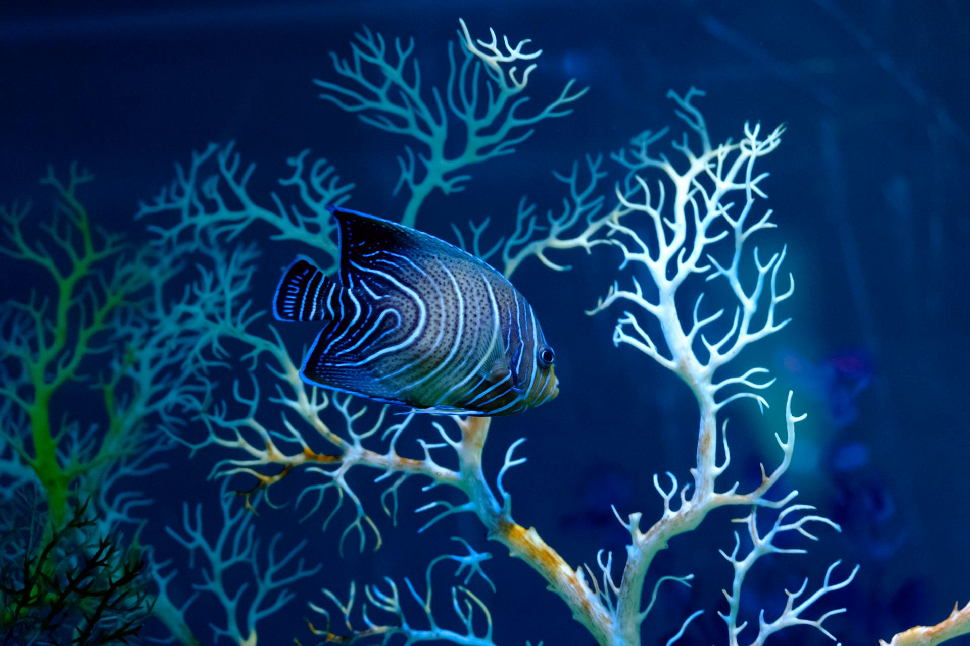 Vibrant tropical fish swimming around illuminated coral in an exotic aquarium setting.